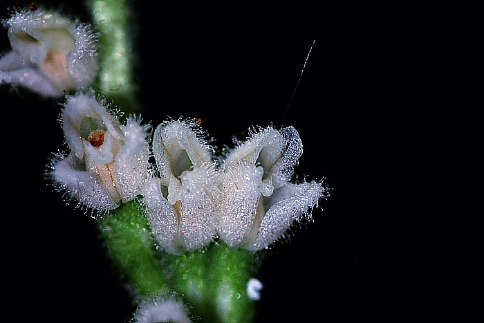 Lusus di Goodyera repens